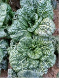 农家自种新鲜蔬菜泡泡青菜，黑油菜无污染有机蔬菜