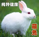 新西兰红眼白兔 幼兔 活体兔子成兔种兔肉兔兔苗宠物兔