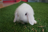 宠物兔垂耳兔宝宝宠物活体折耳兔已注射疫苗可视频挑选 纯白色