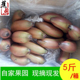 【蕉点+周年庆】新鲜水果红皮香蕉 土楼特产红香蕉 5斤装包邮