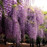 花卉种子 紫藤种子 新采林木紫藤种子 高档爬墙植物 林木种子实拍