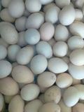 孔雀种蛋受精蛋