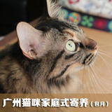 猫宅 - 广州猫咪家庭式寄养 宠物寄养托管 包月600元/只/月