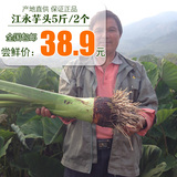 正宗江永香芋新鲜芋头槟榔芋有机农家种植蔬菜湖南特产5斤装大果