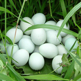 特产增城荔枝园散养乌鸡蛋绿壳蛋新鲜有机原生态 30枚装 顺丰包邮