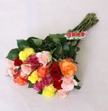五颜六色玫瑰鲜花批发 家庭办公室生日爱情礼物 多款多色玫瑰预定