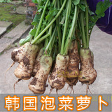 【韩国泡菜萝卜种子】青年萝卜 刀把萝卜 腰形萝卜 蔬菜种子