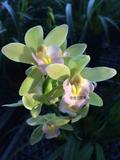 兰花日本香兰 世界上最香兰花 品种保证开品如图盆景植物盆栽花卉