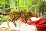 纯种孟加拉豹猫 豹猫 金钱豹  玫瑰花纹 宠物猫 成年猫 活体