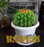 多肉植物仙人掌小盆栽花卉 办公室内桌面防辐射创意绿植盆景植物