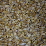 2016精选带皮纯天然有机新鲜小麦仁可发芽小麦粒小麦种子500克