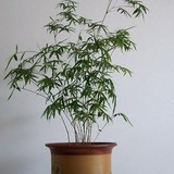 庭院栽培小型竹子 可盆栽做竹子盆景竹子 凤尾竹 净化空气植物