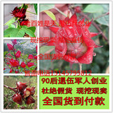 红桃K苗、玫瑰茄苗、补血果、洛神花、天然补血药用苗木花卉植物