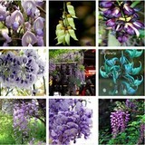 特价爬藤花卉 攀爬植物 精选15个品种紫藤种子 紫藤树种子