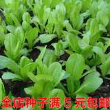 四季可播 易种植 小白菜种子 阳台种菜/盆栽蔬菜 营养丰富
