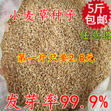 2015农家自种小麦 优质小麦粒 新鲜小麦草种子 带皮500g 特价