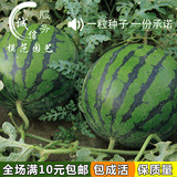 重茬瓜王 四季易种水果特大绿霸王西瓜种子庭院田园种植蔬果种子