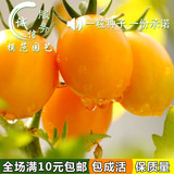 黄圣女果种子 小樱桃番茄籽 庭院种植小柿子 阳台盆栽四季播蔬果