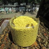 新鲜青海油菜花粉纯天然蜂花粉无需破壁食用 正品农家自产500g