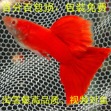 孔雀鱼血红美国全红红礼服白子活体热带鱼观赏鱼红鱼精品纯种种鱼
