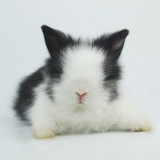 宠物兔子活体安哥拉猫猫兔迷你道奇兔宝宝长毛垂耳兔凤眼西施包邮