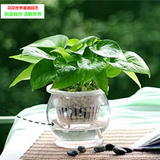 特价绿萝水培 室内绿植 净化空气植物土培 绿萝盆栽