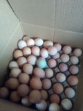 临沂正宗散养新鲜农家草鸡种蛋受精蛋孵化50枚免邮