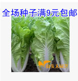 快菜种子 大白菜 小白菜 蔬菜籽 阳台种菜 盆栽200粒 山头人
