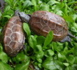 大小乌龟活体 中华草龟冷水龟陆金线墨龟一只3 4 5 7- 8厘米包邮