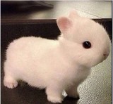 宠物兔活体兔宝宝侏儒兔纯种荷兰兔凤眼西施海棠兔情人节礼物