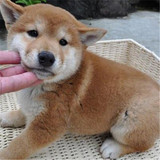 出售日系血统纯种 日本柴犬幼犬狗狗包健康 日本秋田犬宠物狗