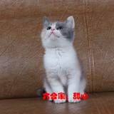 六合家CFACAA赛级宠物纯种英国蓝白猫短毛猫咪三花妹妹找新家
