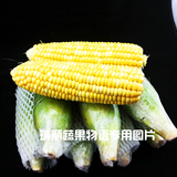 云南新鲜玉米新鲜蔬菜甜脆水果玉米42.6元/9斤傣家农户直发包邮