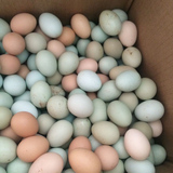 湖北正宗农村散养初生新鲜土鸡蛋60枚包邮草绿壳鸡蛋土鸡蛋柴鸡蛋