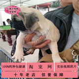 淘宠网 宠物狗纯种巴哥犬幼犬出售八哥犬鹰版灰棕色哈巴狗活体2