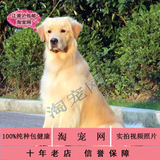 萌宠出售宠物活体狗狗纯种精品黄金猎中型犬金毛幼犬黄色
