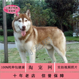 上海纯种哈士奇幼犬出售 支持支付宝付款 可上门挑选保健康