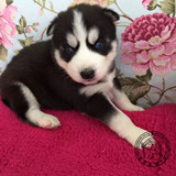 上海宠物狗 狗 哈士奇犬纯种活体幼犬赛级蓝眼雪橇犬健康出售