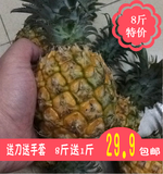 泰国小菠萝品种现摘云南菠萝香水小菠萝迷你小菠萝 新鲜迷你菠萝