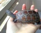 大小乌龟活体 批发中华草龟冷水龟陆金线墨龟一只7-10厘米放生龟