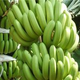 新鲜有机香蕉米蕉农家香蕉批发低价水果青皮生态绿自然熟包邮5斤