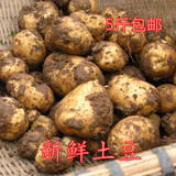 自家种 有机洋山芋 新鲜土豆 绿色蔬菜 时令 无公害蔬菜 马铃薯