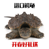 包邮 鳄龟 5-10厘米 鳄龟批发 鳄鱼龟苗 宠物活体 乌龟活体小鳄龟