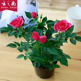 微型月季桌面植物玫瑰花苗室内桌面花卉绿植带花种好月季盆栽包邮