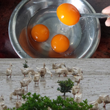 正宗新鲜海鸭蛋海边放养生鸭蛋纯绿色食品土鸭蛋海边放养海鸭蛋