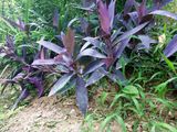 老人家自家花  紫罗兰吊兰盆栽 进化空气 彩色植物 满20包邮