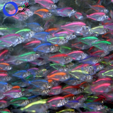 彩色群养鱼 彩裙鱼 活体鱼 小型热带观赏鱼 灯火鱼 群游鱼 淡水鱼