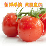 陕西特产圣女果新鲜水果 樱桃番茄小番茄新鲜蔬菜春桃 500克