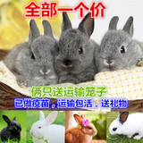 兔子活体出售小白兔宠物兔公主兔熊猫兔宠物活体兔兔野兔黑土