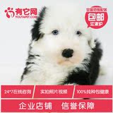 有它网古代牧羊犬纯种古牧犬幼犬出售鸳鸯眼纯白头宠物狗狗活体